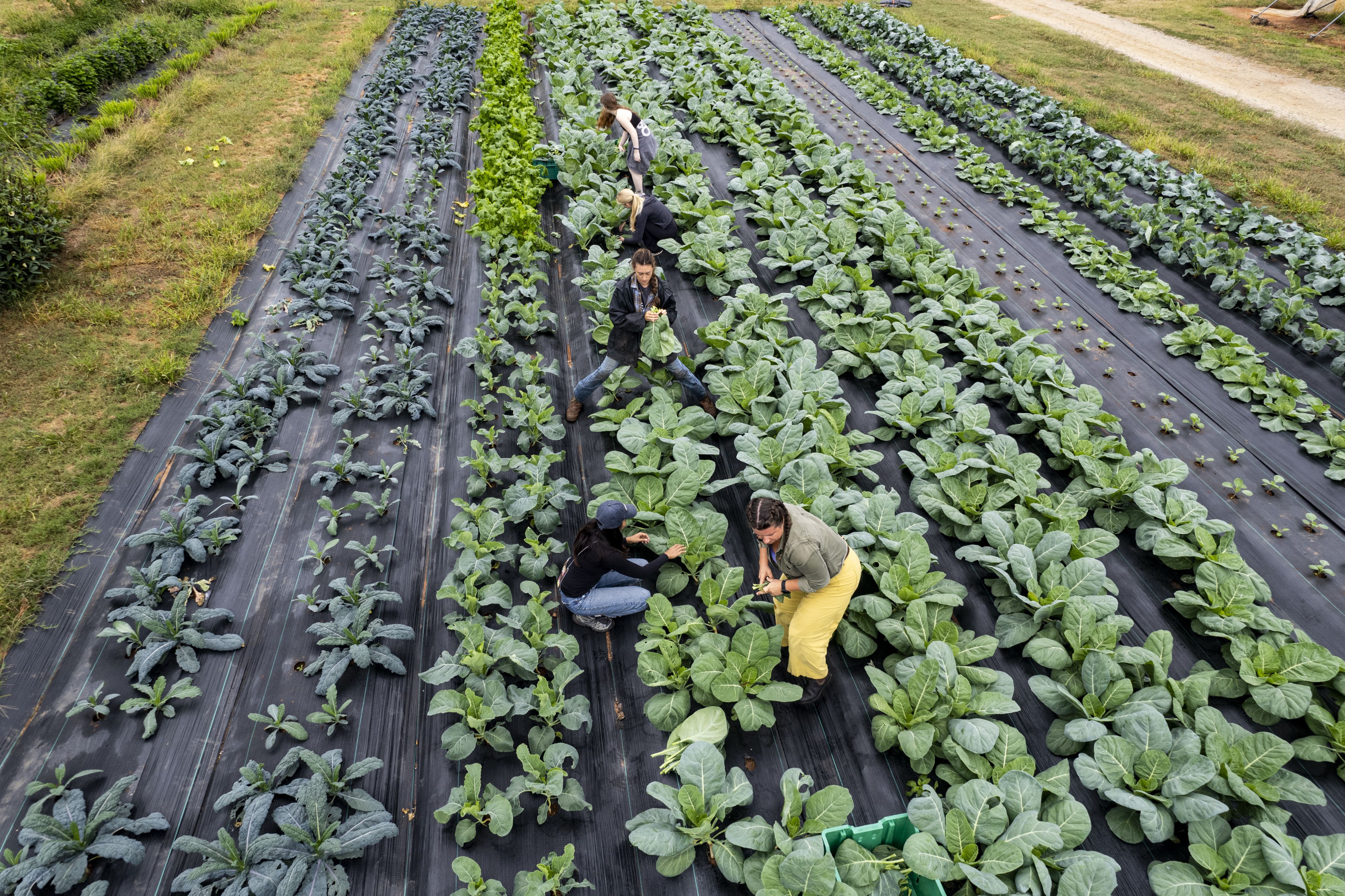 Aerial photo of volunteers harvesting greens at UGArden