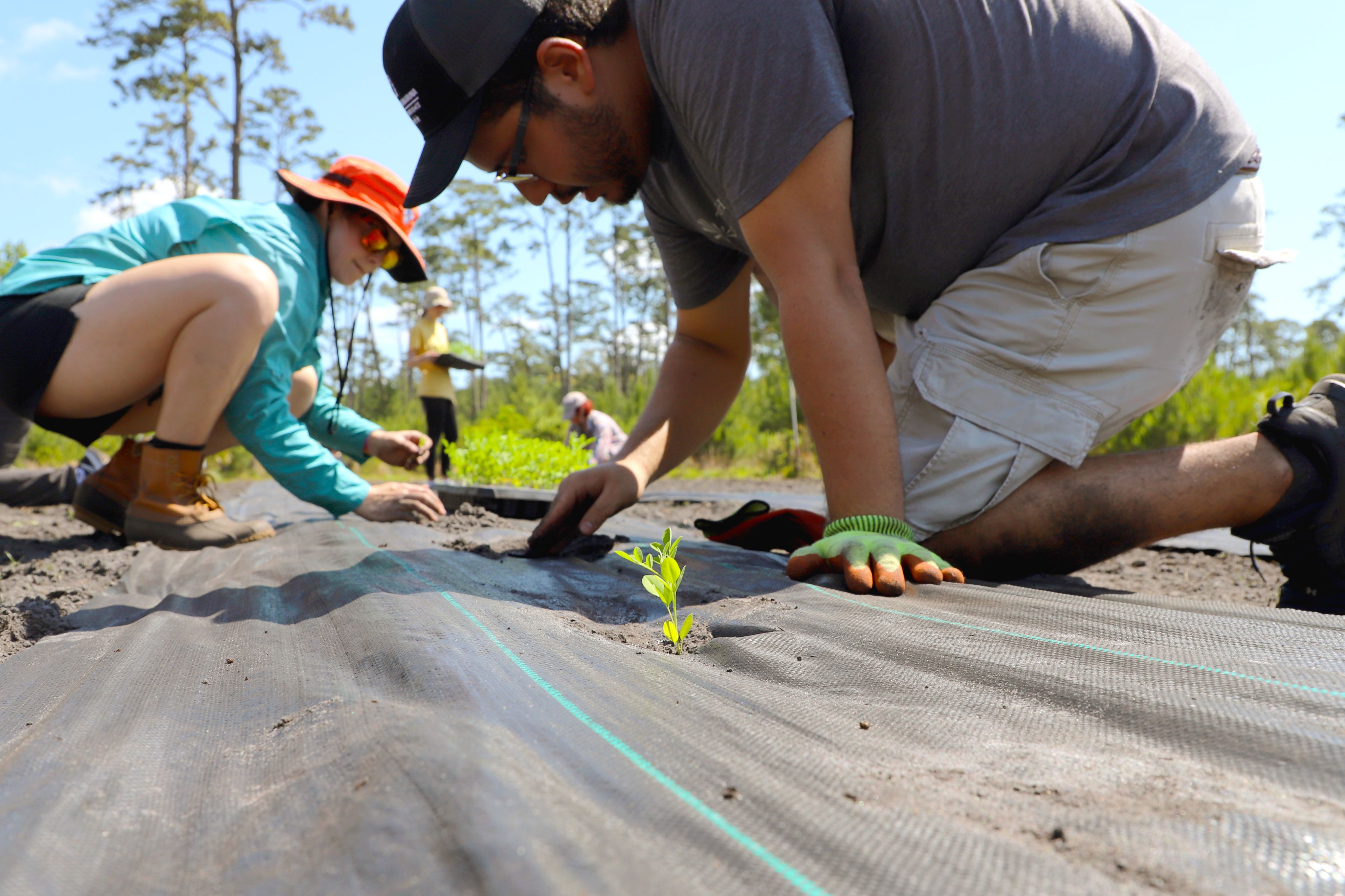 UGA students plant indigo on a plot of land on Sapelo Island, Georgia.