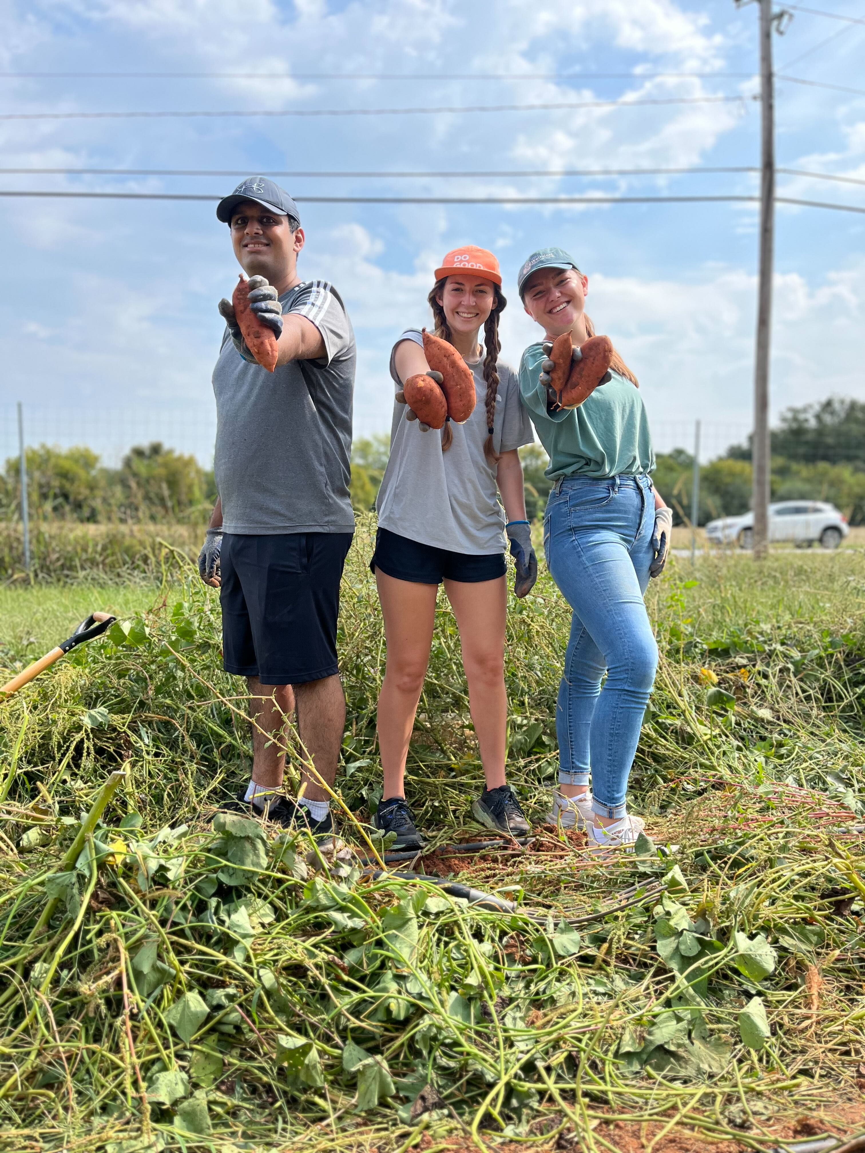 Three food fellows pose showing off sweet potatoes harvested at UGArden.