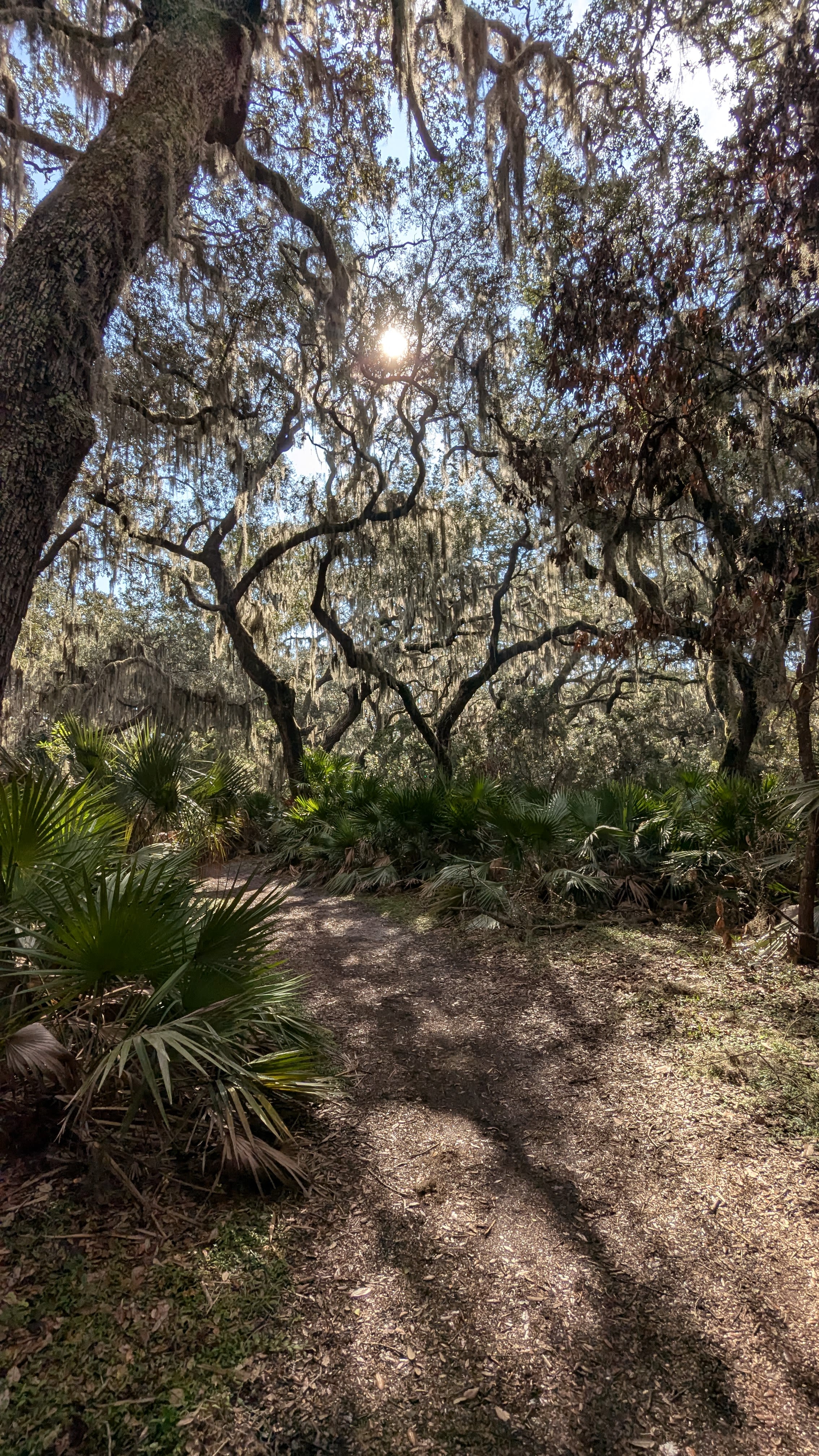 A photo of the foliage and Spanish moss covered trees on Cumberland Island