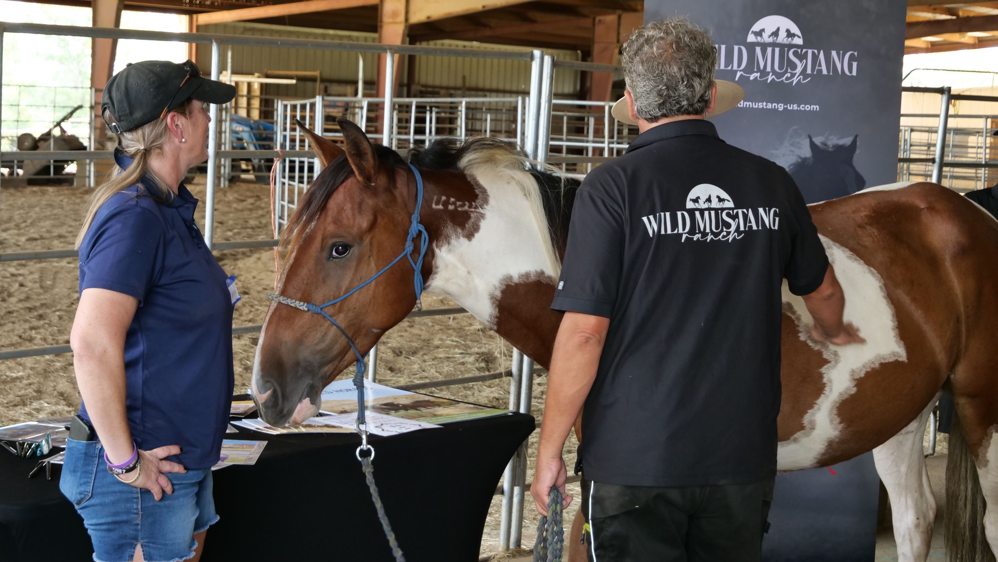 A mustang comes out to meet Berglund's class in the barn