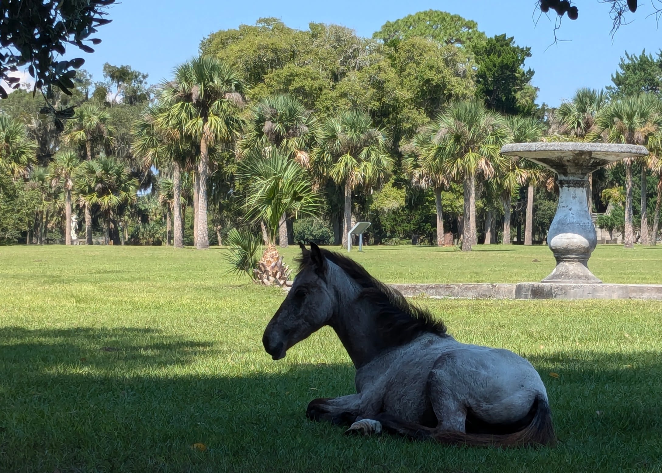 A mustang foal rests in the shade on Cumberland Island