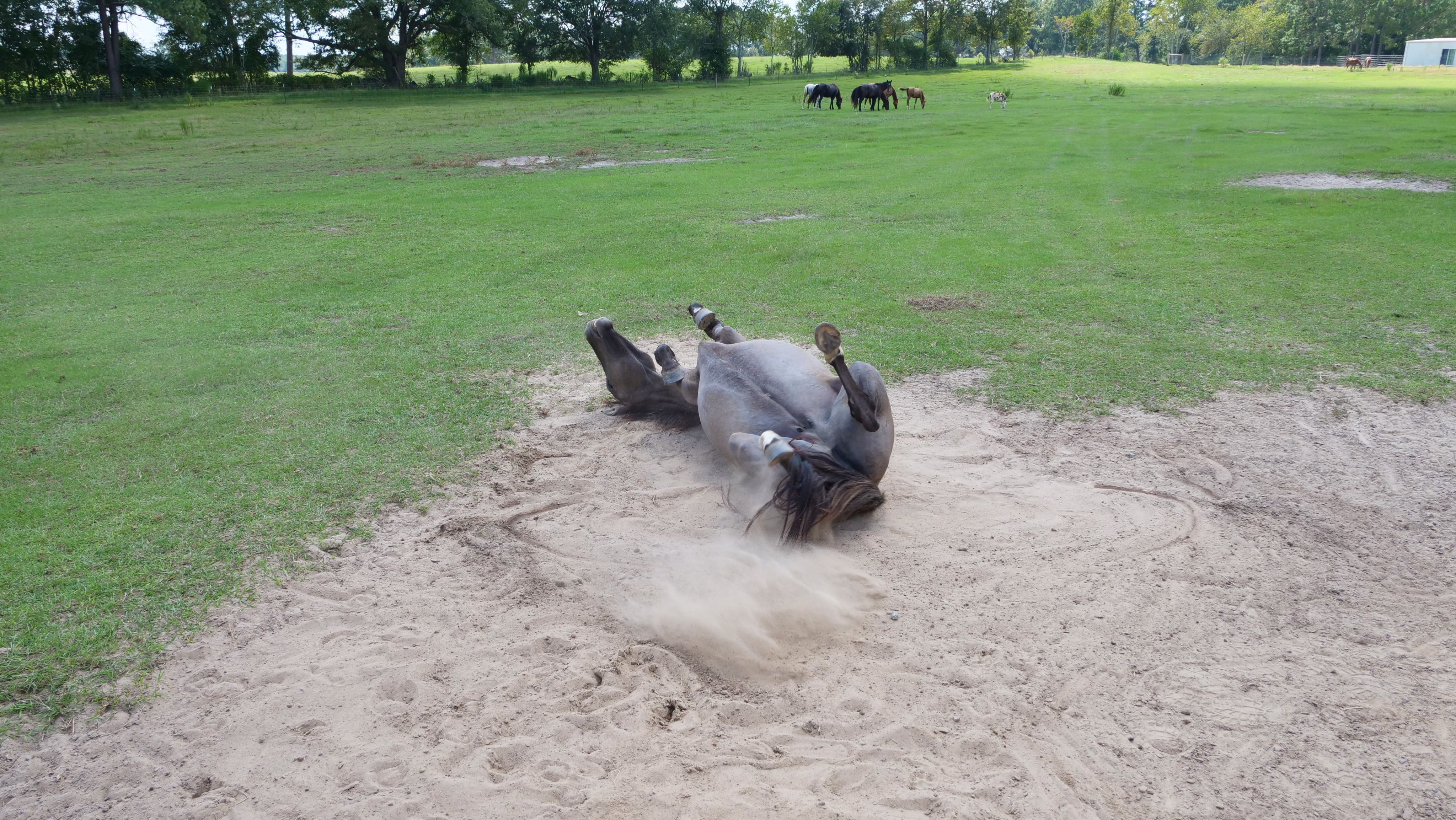 A mustang rolls in the dust at Wild Mustang Ranch